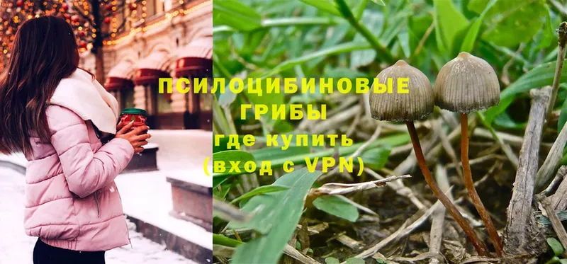 Галлюциногенные грибы Psilocybe  Бор 